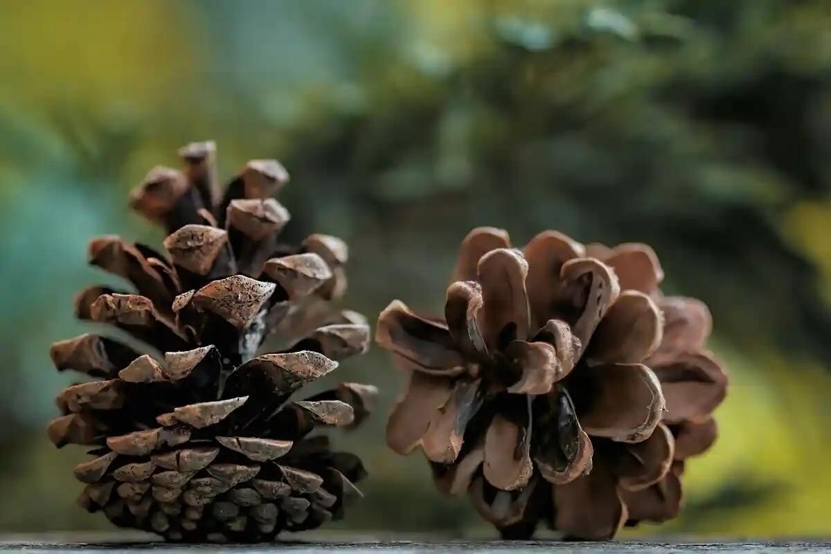 Як технологія соснових шишок, екологічно чистий захищає від тепла. Фото: Роберт Зунікофф / unsplash.com