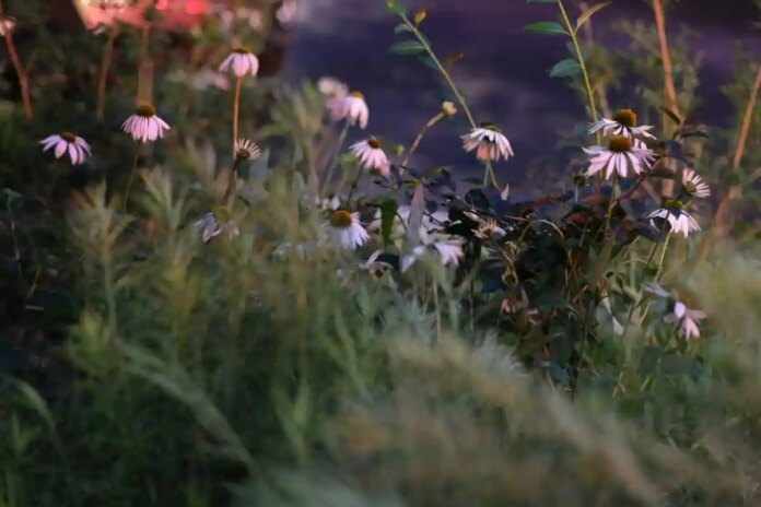 Чого особливо страждає алергія?