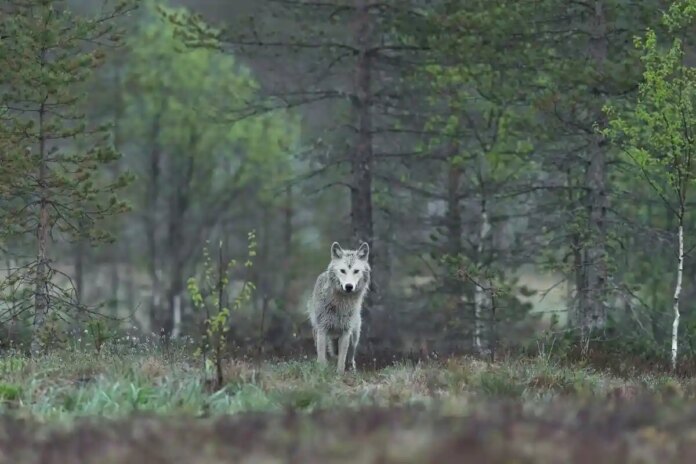 Волков в Європейському Союзі буде легше стріляти
