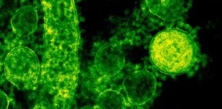 Вже другий житель Pfufenhofen помер від вірусу Борна