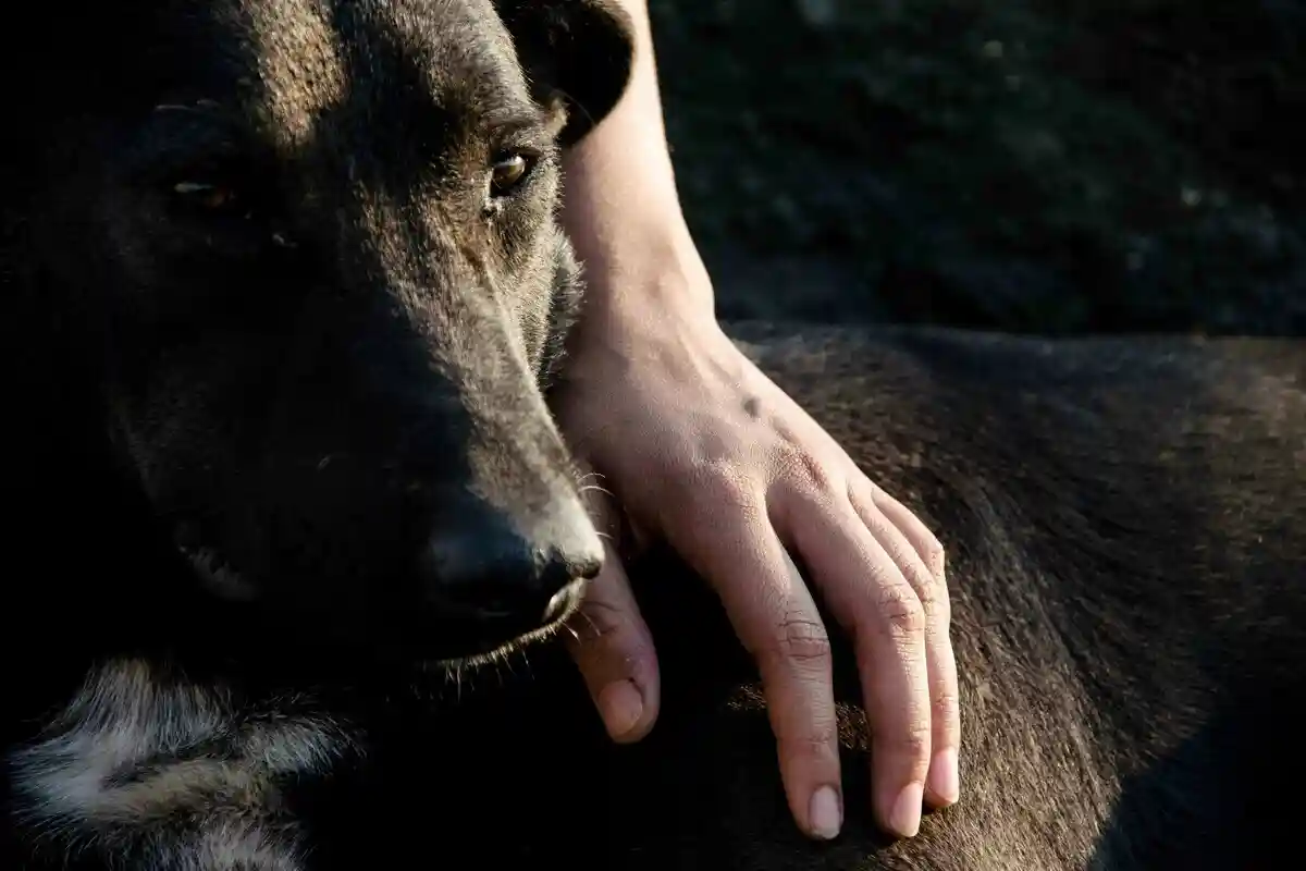 Лисиця Телуса поширюється в Європі: як паразит заражає людей і наскільки це небезпечно. Фото: Manaswini Shetye / unsplash.com