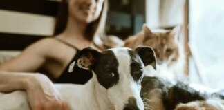 Які домашні тварини захищають вашу пам’ять