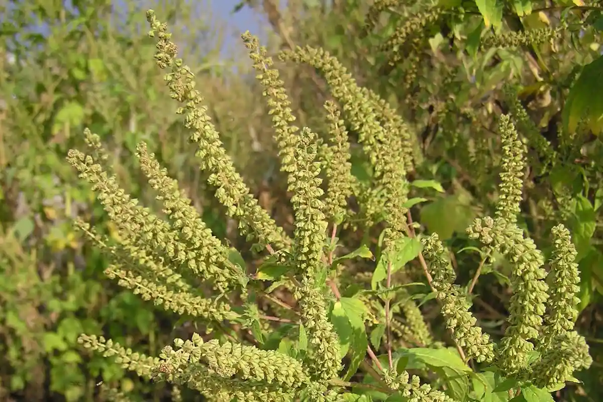 Аллергенні рослини: що краще не рости в саду. Фото: le.loup.gris. / wikipedia.org