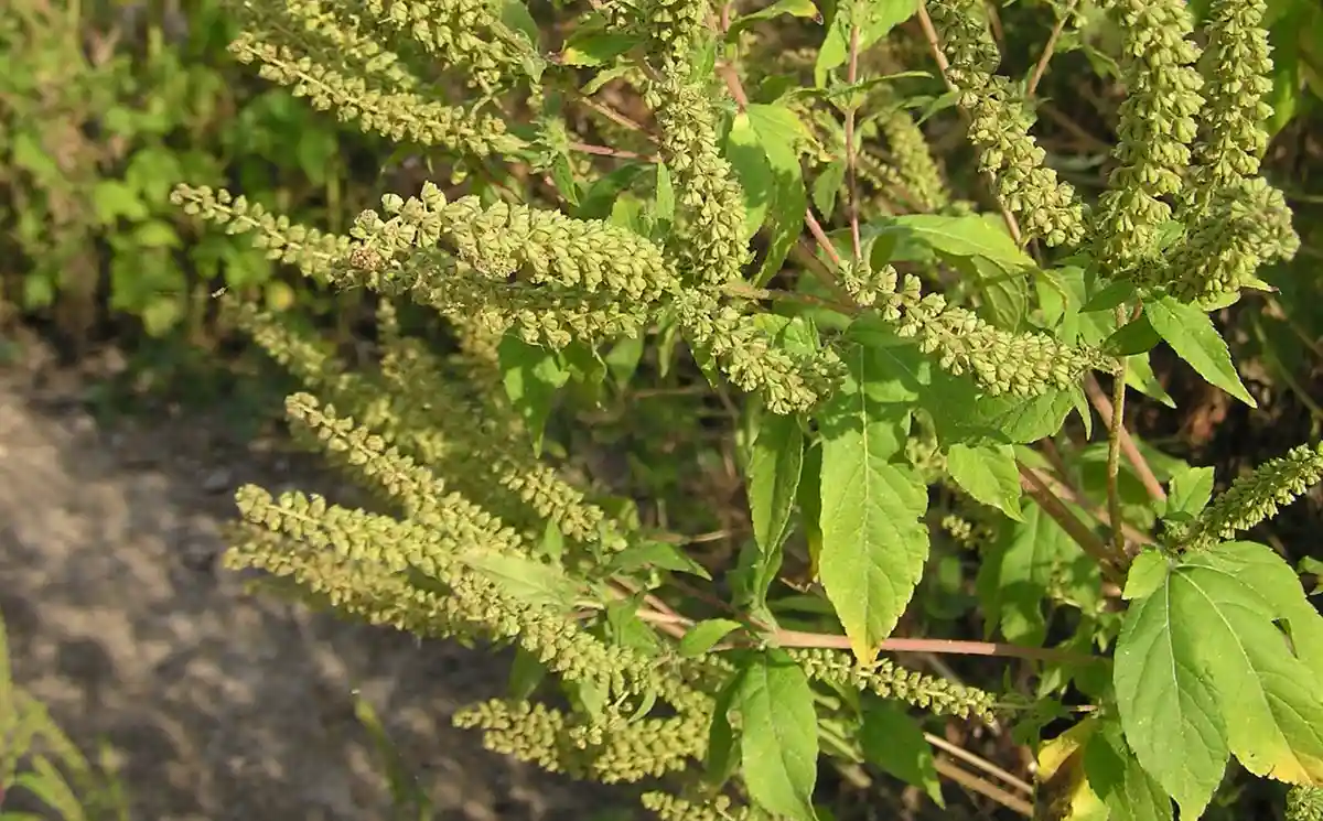 Амброзія. Фото: le.loup.gris. Власна робота, CC BY-SA 3.0, Wikimedia