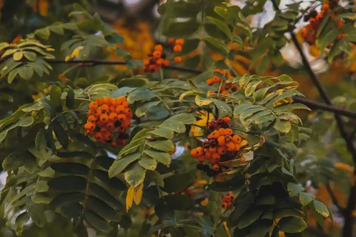 Дикі ягоди: природне джерело вітаміну С