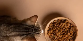 Корм для котів: як вибрати найкраще харчування для вашого улюбленця Корм для котів