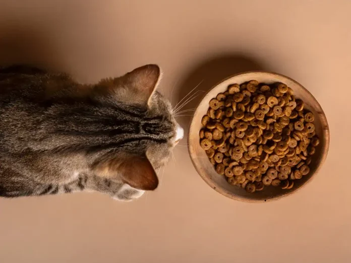 Корм для котів