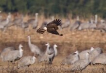 Пташиний грип у Бранденбурзі: тисячі мертвих птахів