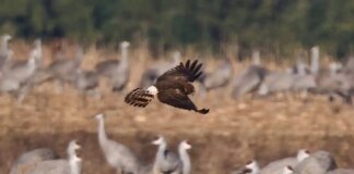 Пташиний грип у Бранденбурзі: тисячі мертвих птахів