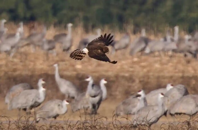 Пташиний грип у Бранденбурзі: тисячі мертвих птахів