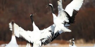 Журавлі в Бранденбурзі загинули від пташиного грипу