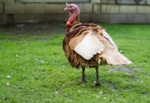 Знищення домашньої птиці в Бранденбурзі: введено карантинні зони