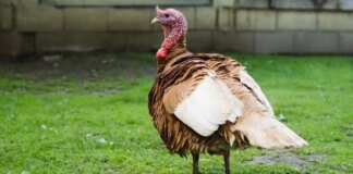 Знищення домашньої птиці в Бранденбурзі: введено карантинні зони